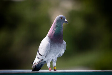 full body of male homing pigeon standing at home loft
