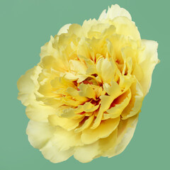 Bright yellow peony flower isolated on green background.