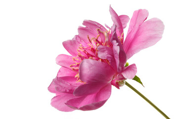 Beautiful pink  peony flower  isolated on white background.