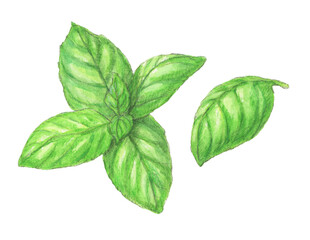 Obraz premium バジル ハーブ 水彩色鉛筆イラスト