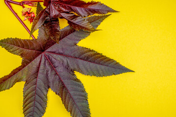 Leaves and flowers of Ricinus or Castor beans on a yellow background.