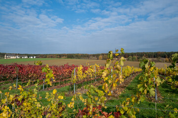 Fototapeta na wymiar Autumn vineyard with colorful leaves