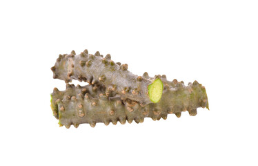 Tinospora crispa on transparent png