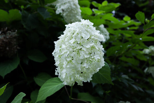 white flowers