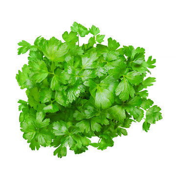Flat leaf parsley, isolated bunch, from above. Parsley, with bright green and not crinkled leaves. Petroselinum crispum, cultivated as a culinary herb, and used as a garnish and vegetable. Food photo.