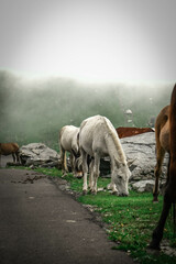 Obraz premium Horse eating grass in the mountains. 