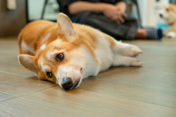Pembroke Welsh Corgi, a curious corgi laying on the ground looking at something
