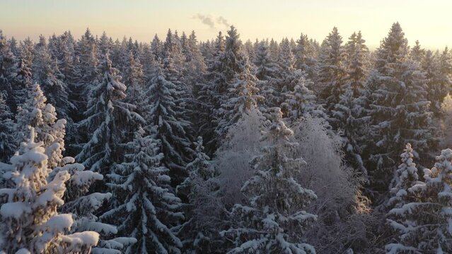 spruce forest with a snow, aerial view close up shot. Low fly close to top of trees. Winter snowy landscape. Cold weather.