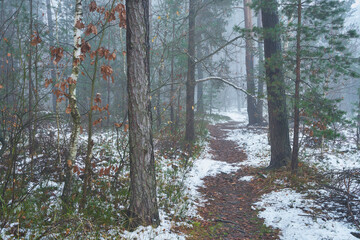 leśna ścieżka, mgła  © Marcin Łazarczyk