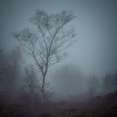 Birch Tree in the Fog
