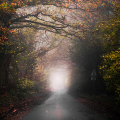 Country Lane through Autumn Woodland