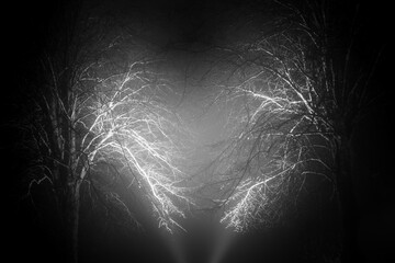 Floodlit trees in the Fog
