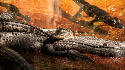A caiman is a crocodilian alligatorid 