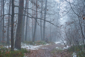 leśna droga ,mgła 