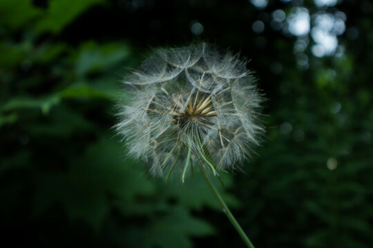 dandelion head