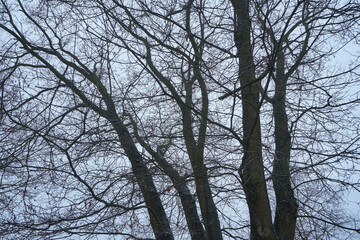 drzewa ,gałęzie  © Marcin Łazarczyk
