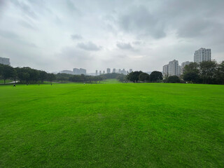 Fototapeta na wymiar Large green grass in the city park