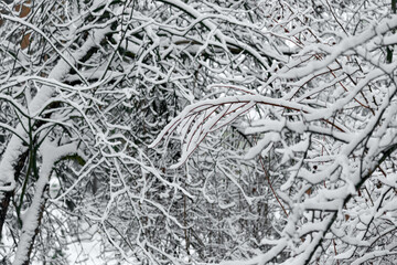 Winter background of trees and branches covered with snow. Snowing day, cold winter weather outdoors, landscape concept. Selective focus.