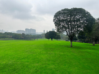 Large green grass in the city park