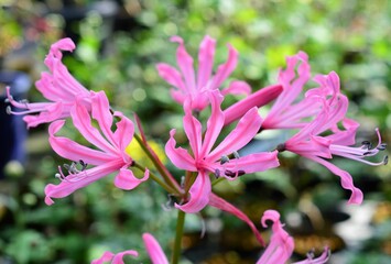 ピンク色のネリネ（ダイヤモンドリリー）