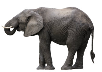 African elephant isolated 