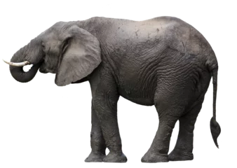  African elephant isolated  © jnsepeliova