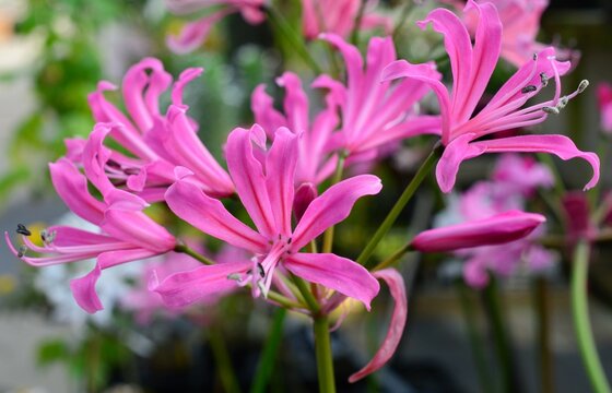 Elegant Pink Nerine Flowers/ピンク色のネリネ（ダイヤモンドリリー）
