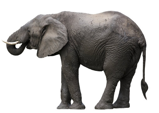 African elephant isolated 