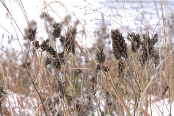 Obraz premium selective focus, Dried flower in the winter.