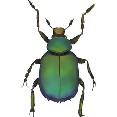 Beetle Insect Arthropod Variation 8 Digital Art By Winters860 Isolated, Transparent Background 