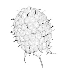 Raspberry outline from black lines isolated on white background. Front view. 3D. Vector illustration.