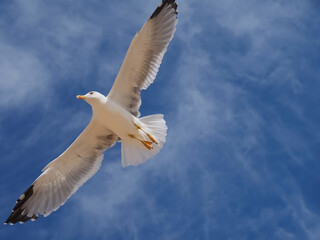 Fototapeta na wymiar Flying European herring silver gull Larus argentatus at blue sky