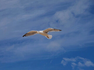 Fototapeta na wymiar Flying European herring silver gull Larus argentatus at blue sky