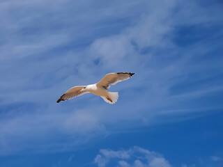 Flying European herring silver gull Larus argentatus at blue sky