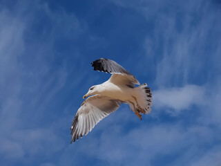 Flying European herring silver gull Larus argentatus at blue sky