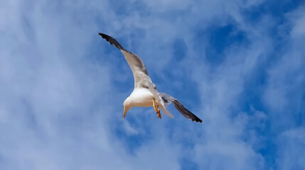 Flying European herring silver gull Larus argentatus at blue sky