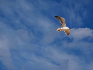 Flying European herring silver gull Larus argentatus at blue sky