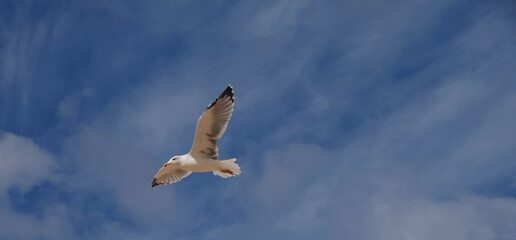 Flying European herring silver gull Larus argentatus at blue sky