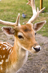 Portrait of a young deer