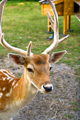 Portrait of a young deer