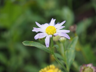 Obraz premium daisy in the garden