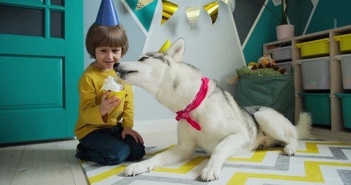 A child congratulates pet dog on birthday, the dog licks the cream from the birthday cake