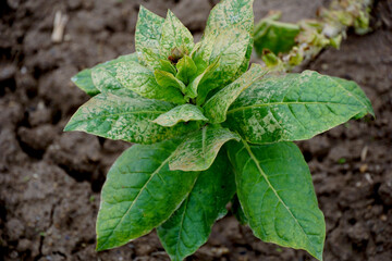 tobacco  plant leaves on the field, close up 