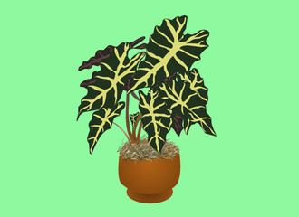 alocasia potted house plant vector illustration