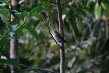 Immature Tiger shrike looking outwards