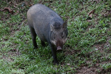 Wild boar, sus scrofa on the forest floor
