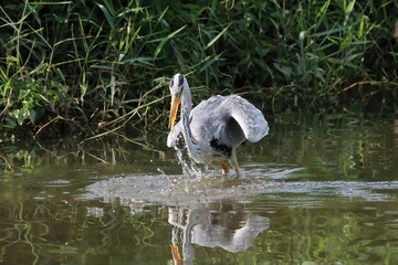Grey Heron at a water body