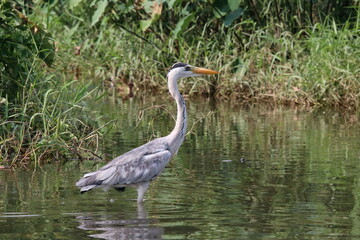 Grey Heron at a water body