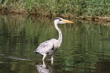 Grey Heron at a water body