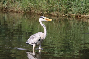 Grey Heron at a water body